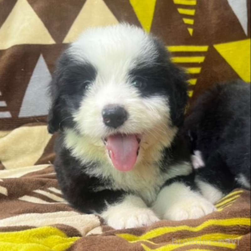 販売中の大分県のミックス犬-403811